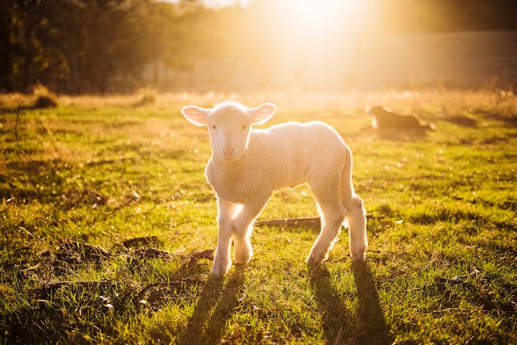 A lamb reminds me that true faith means trusting God completely, even when His ways are hard to understand. And it reassures me that God always provides. 